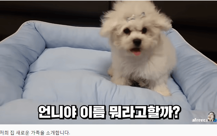 양팡 강아지 사건