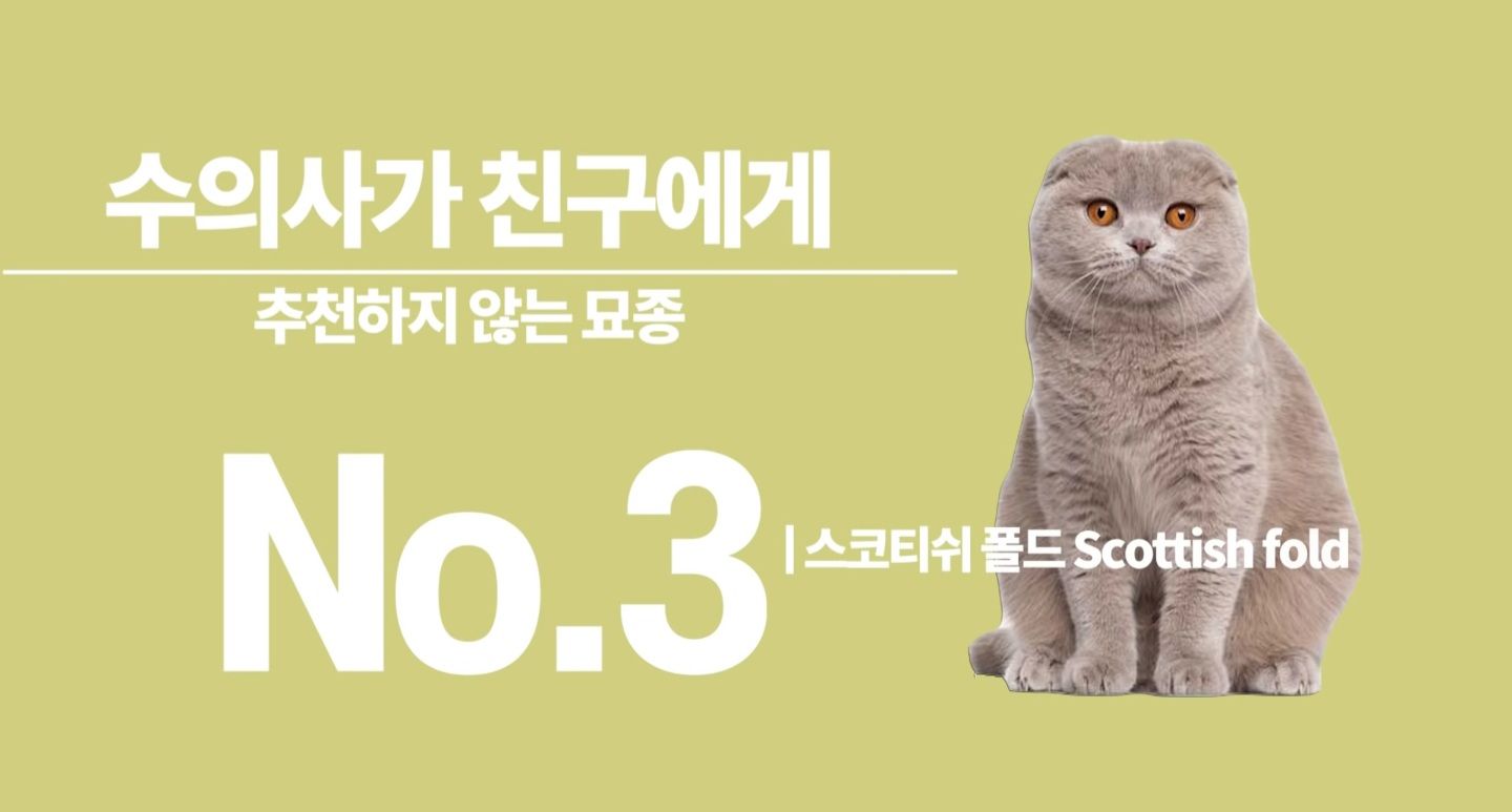 수의사가 절대 추천하지 않는 고양이 TOP3