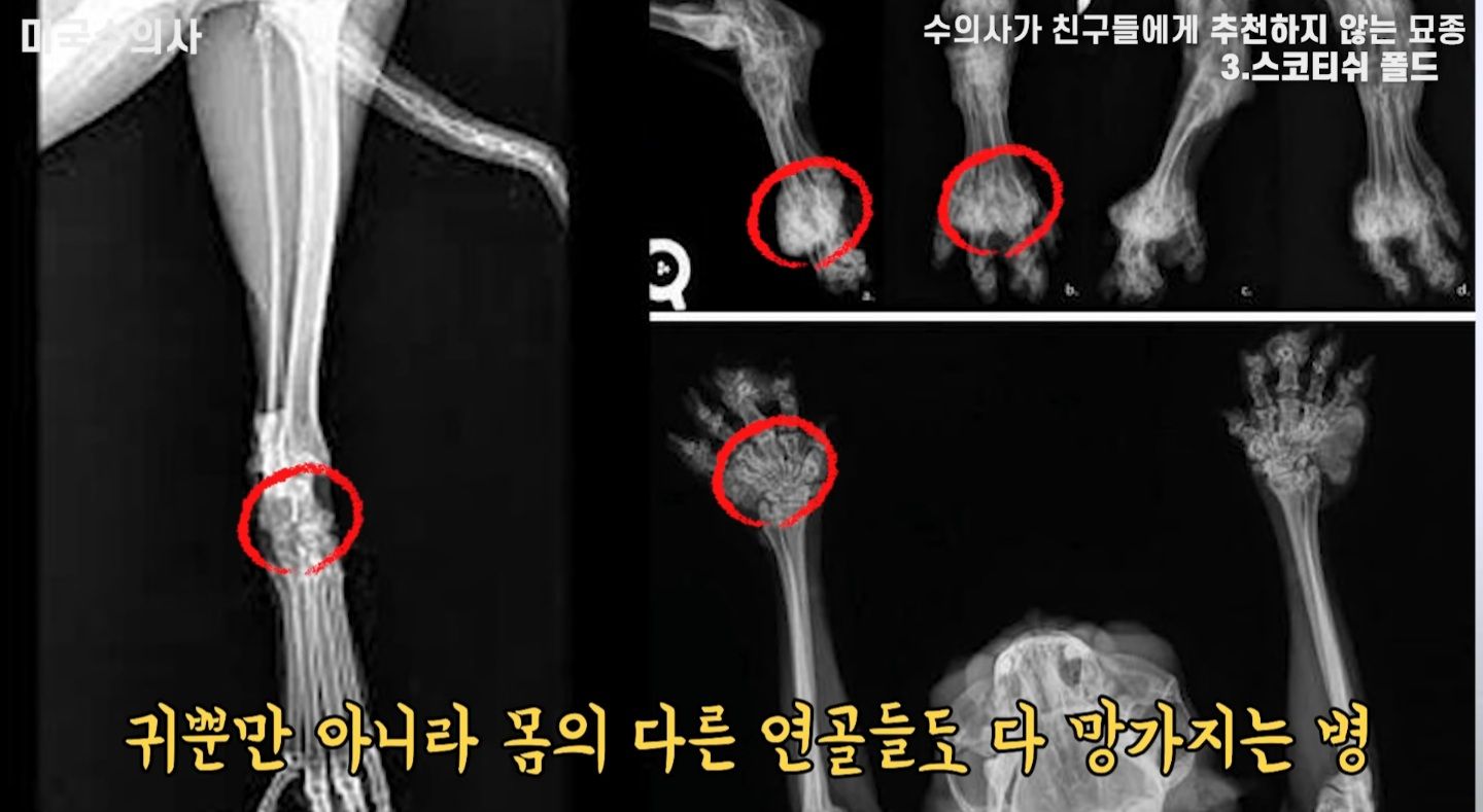 수의사가 절대 추천하지 않는 고양이 TOP3