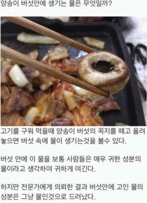 버섯 안에 고이는 물의 진실.jpg