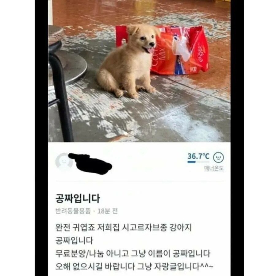 당근마켓에 올라온 공짜 시골 강아지.jpg