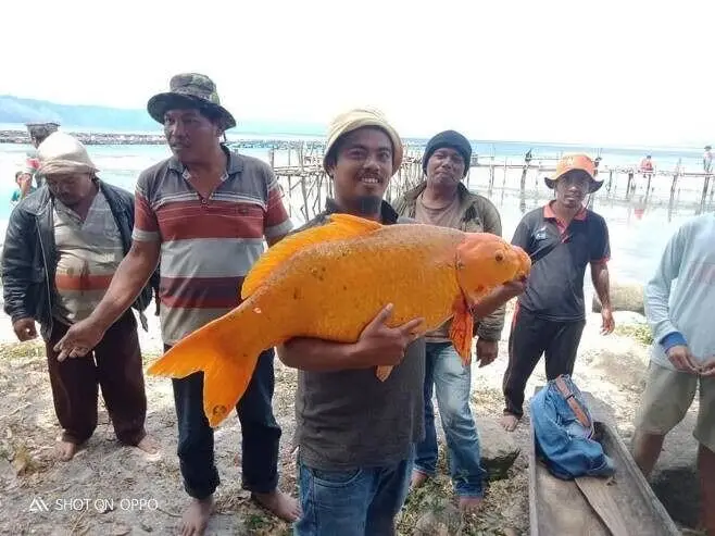 인도네시아에서 잡힌 15kg 짜리 금붕어