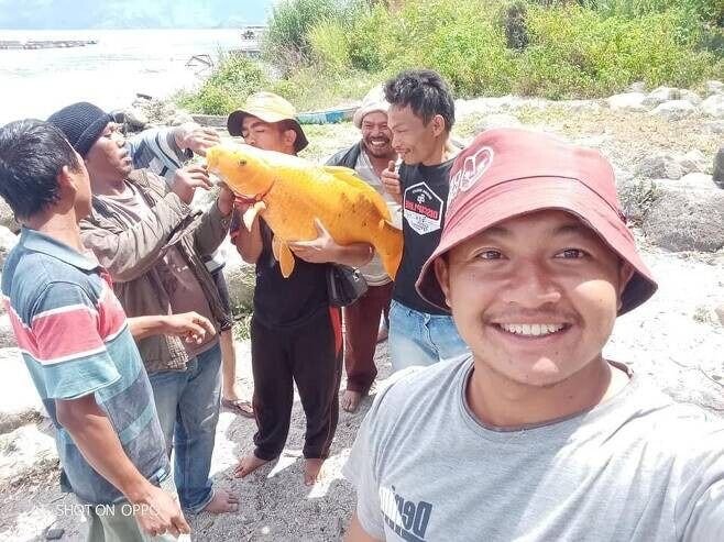 인도네시아에서 잡힌 15kg 짜리 금붕어