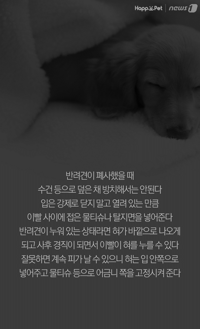 강아지가 무지개다리를 건넜어요 - 죽음에 대해 미리 준비하기