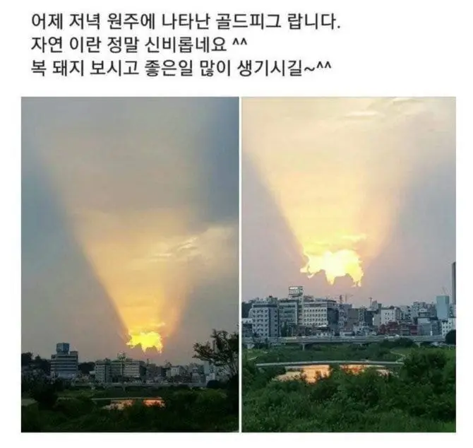 원주시 하늘에 나타났었던 황금돼지