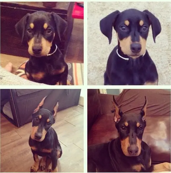 배정남 개 귀 변화