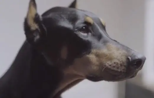 배정남 개 귀 변화