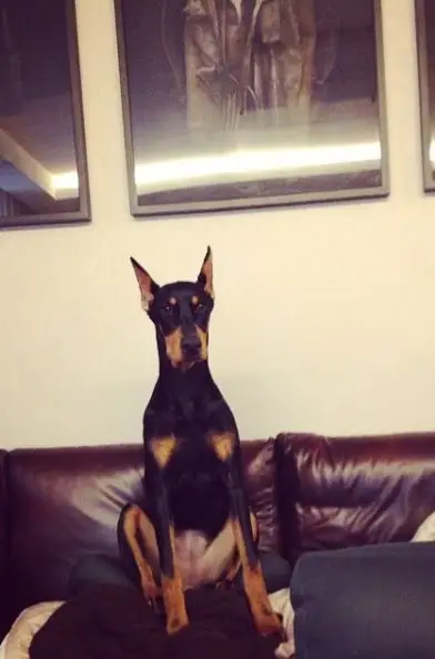 배정남 개 귀 변화