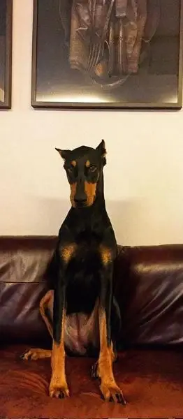 배정남 개 귀 변화