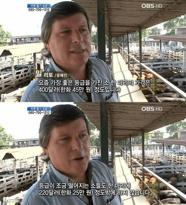 흔한 아르헨티나 소 가격