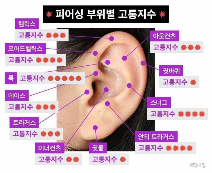 피어싱 부위별 고통지수