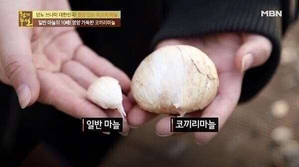 코끼리 마늘의 진실