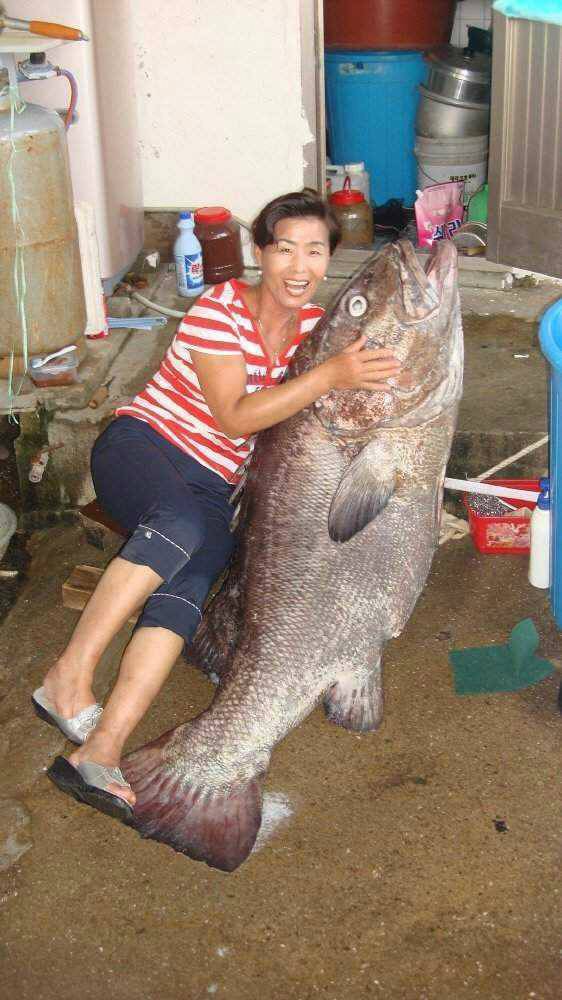 축 늘어진 큰돔 인증한 여자분