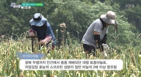 코끼리 마늘의 진실
