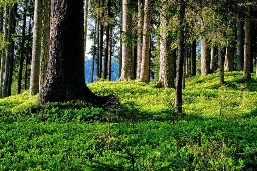 외국에서 난리난 최신길리슈트 위장수준