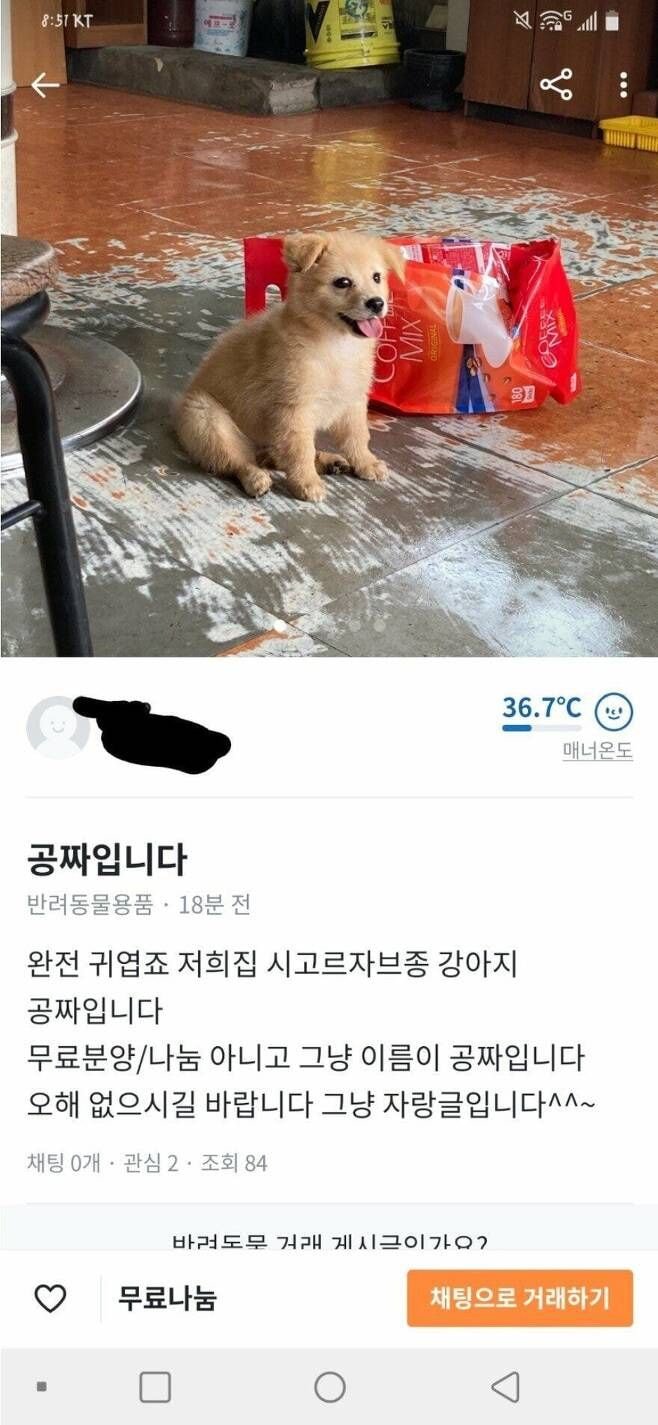 당근마켓에 올라온 공짜 강아지