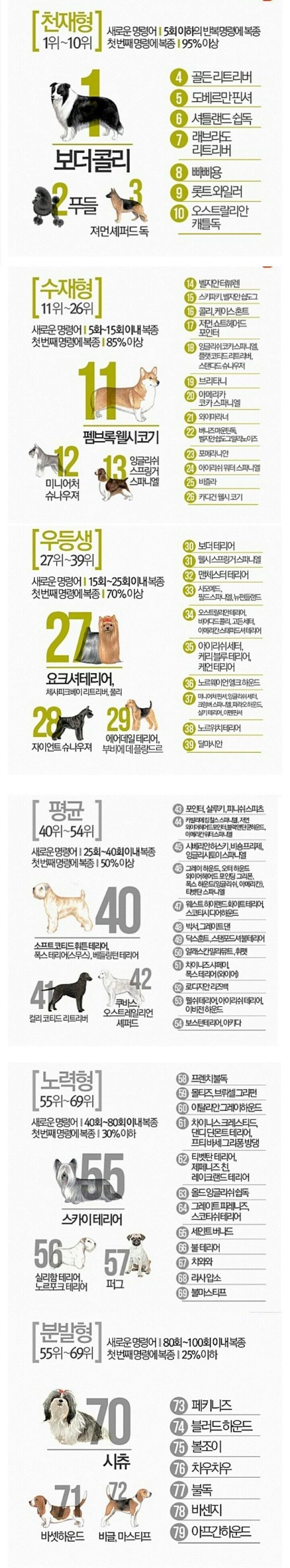 반려견 지능 순위