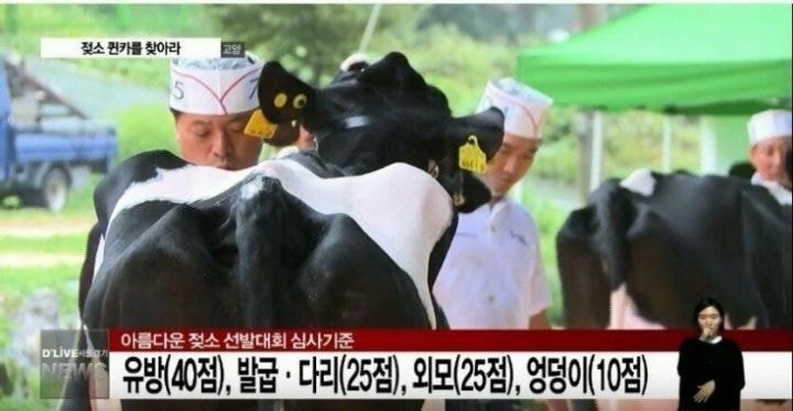 유방40점 다리25점 외모25점 엉덩이10점