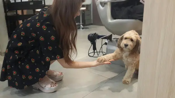 130821 수지 트위터 업뎃 - 순둥하게생겨서 꽤나 도도한 순심이