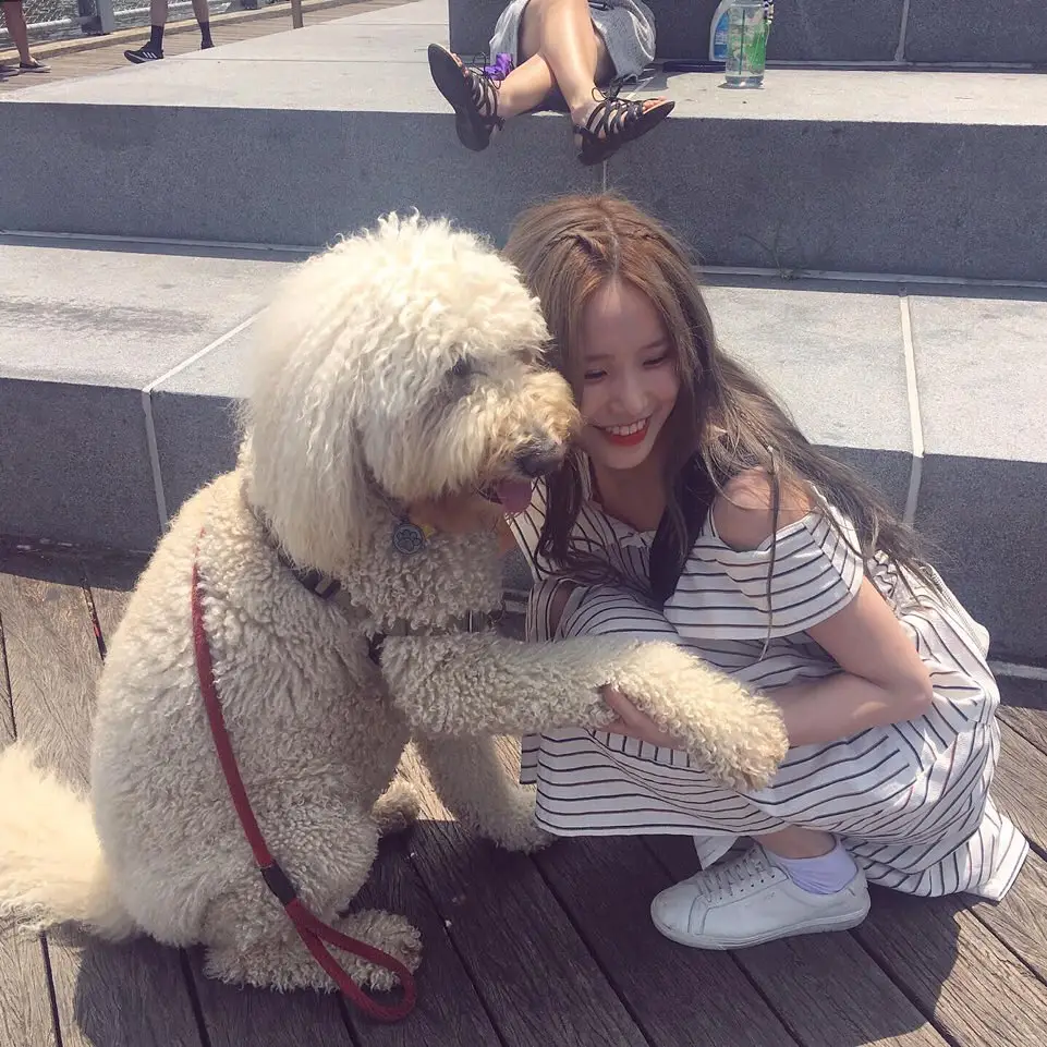 미국 댕댕이를 만난 #프로미스나인 #송하영.jpg