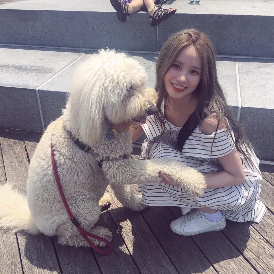 미국 댕댕이를 만난 #프로미스나인 #송하영.jpg
